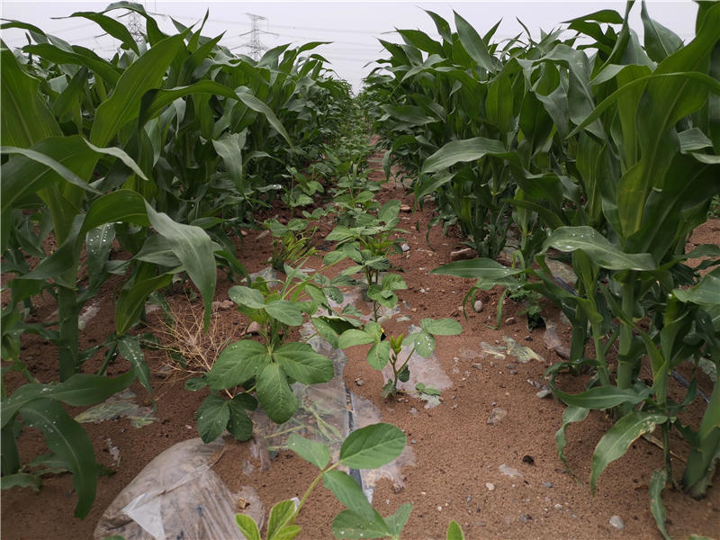 玉米双减高效栽培技术