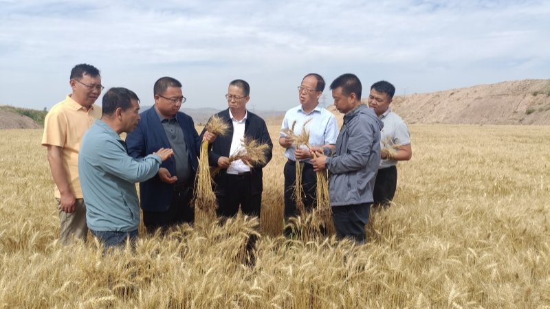盐碱地综合治理及有机硅改良产品应用小麦现场测产会在白银举办