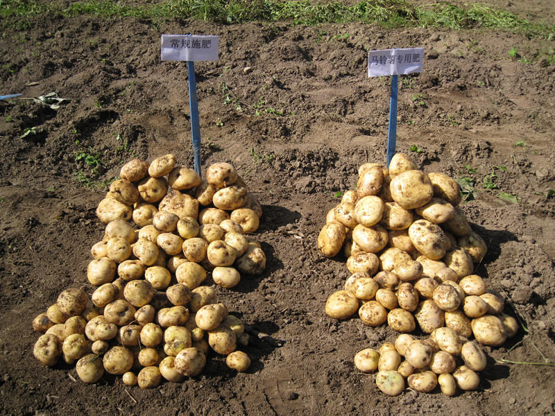 玉米、马铃薯专用缓释肥